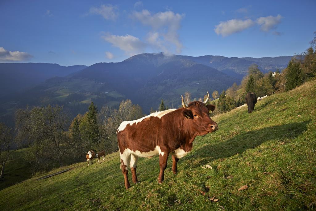 Вилла Tourist Farm Kladje Ljubno Экстерьер фото